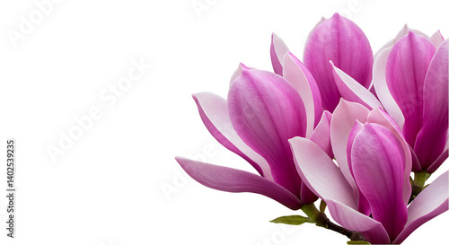 Wallpaper Mural highly detailed flower, petals and stamens. for Design with no background Torontodigital.ca