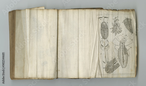 Fotografie Medical, drawing and book of anatomy on paper in antique, vintage or old science textbook with knowledge