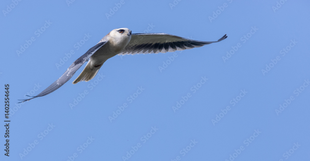 Black-shouldered kite (Elanus axillaris) flying in sky. Black-shouldered kite (Elanus axillaris) flying in sky.