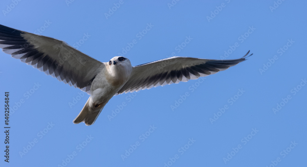 Black-shouldered kite (Elanus axillaris) flying in sky. Black-shouldered kite (Elanus axillaris) flying in sky.