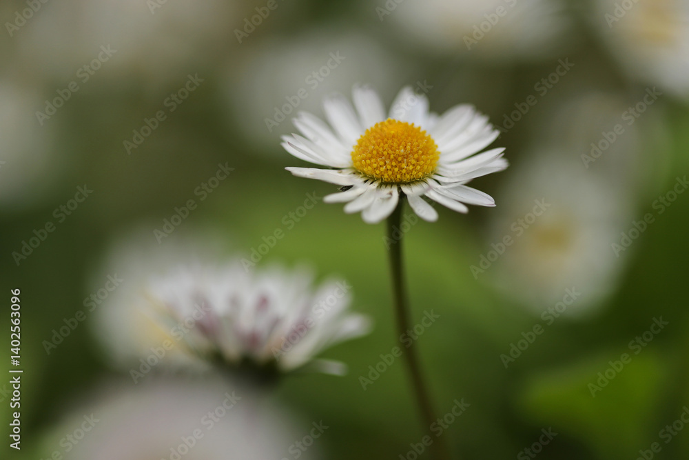 Spring daisies in the grass close up Spring daisies in the grass close up
