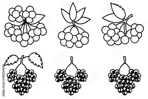 elderberry line art elegant drawing for health benefits
