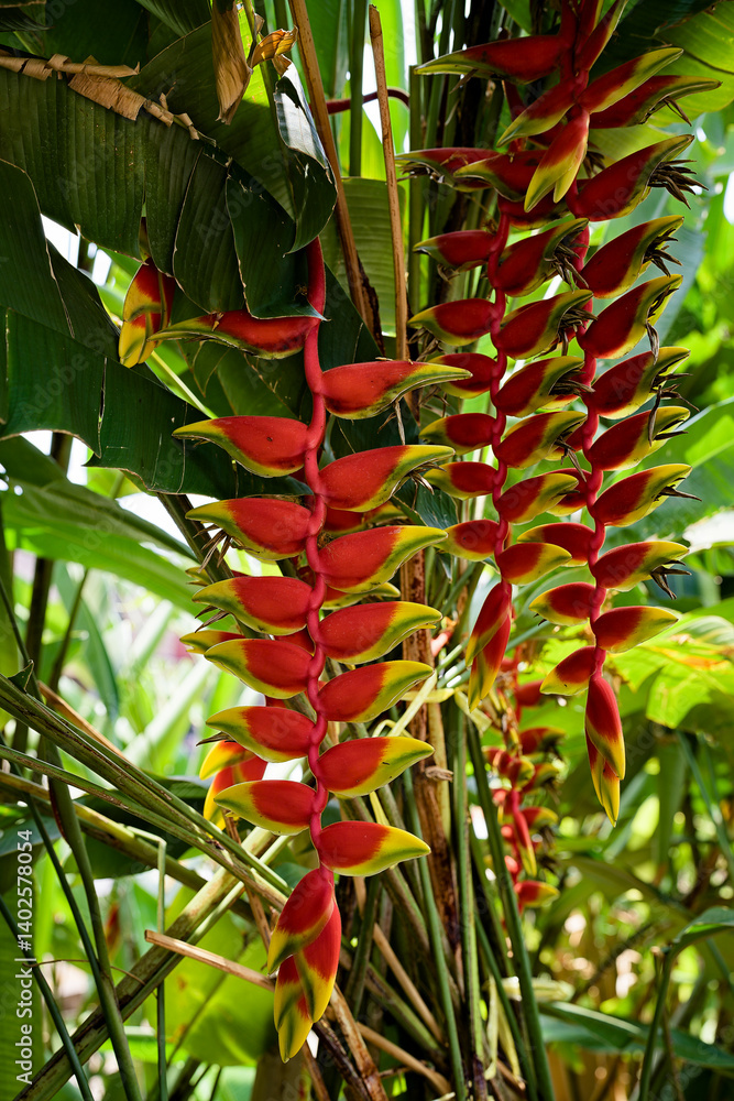 Heliconia rostrata, hanging tropical gem