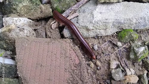 Millipedes scurrying through the rubble