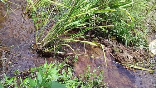 Rice plant with water