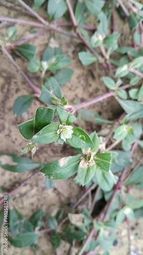 green leaves in the forest