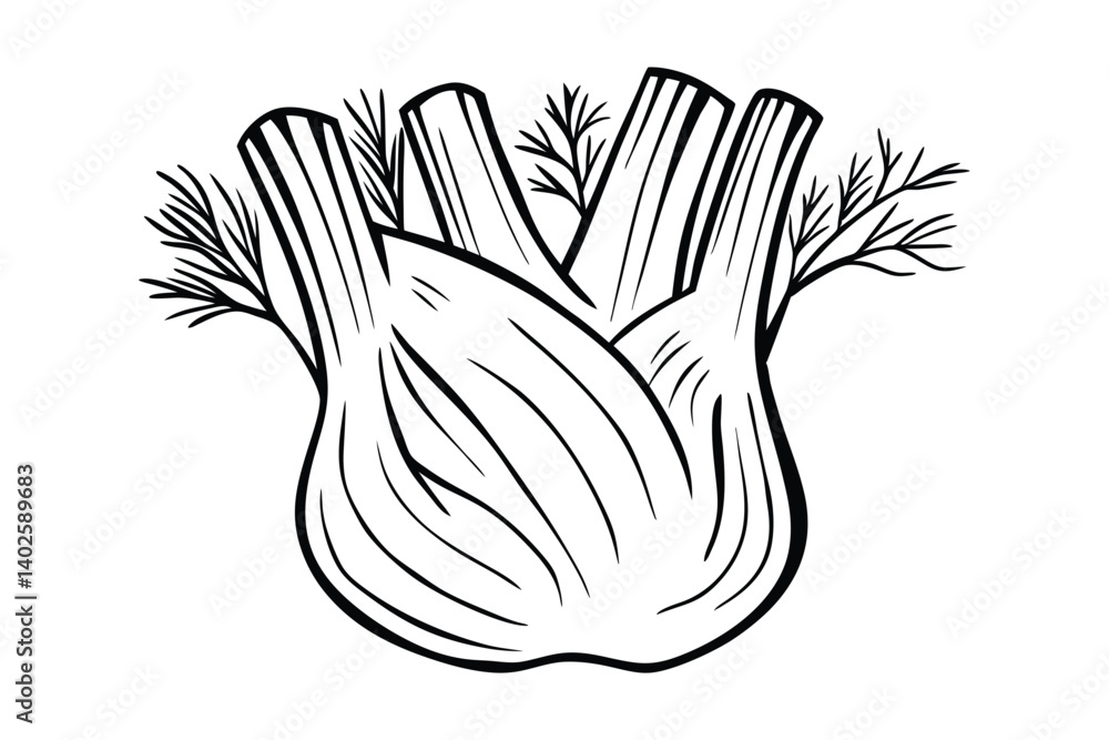 Fototapeta premium Fennel Bulb And Fronds Illustration Culinary Herb Outline Vector Black And White Drawing Fresh Vegetable Kitchen Art