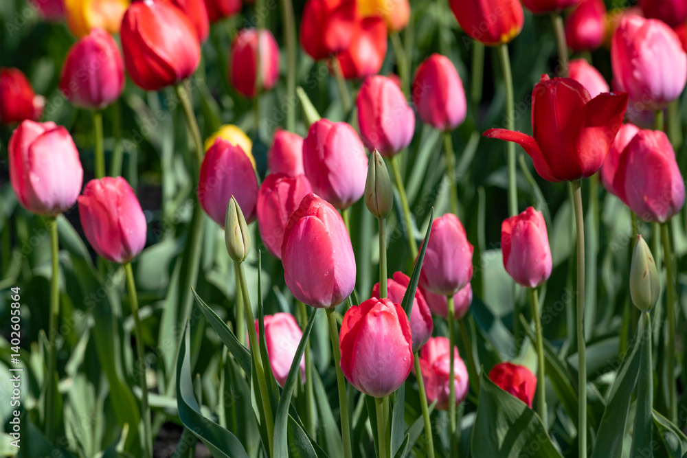 Blooming tulips on a sunny May morning