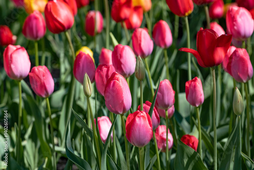 Obraz na płótnie Blooming tulips on a sunny May morning w salonie