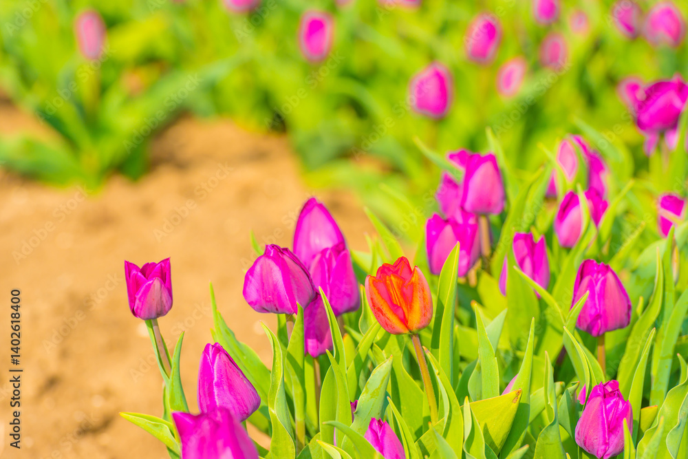 Colorful flowers growing in an agricultural field, Almere, Flevoland, The Netherlands, April 11, 2025