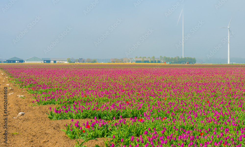 Colorful flowers growing in an agricultural field, Almere, Flevoland, The Netherlands, April 11, 2025