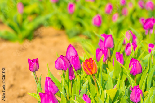 Obraz na płótnie Colorful flowers growing in an agricultural field, Almere, Flevoland, The Netherlands, April 11, 2025 w salonie
