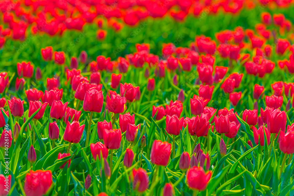 Naklejka premium Colorful flowers growing in an agricultural field, Almere, Flevoland, The Netherlands, April 11, 2025