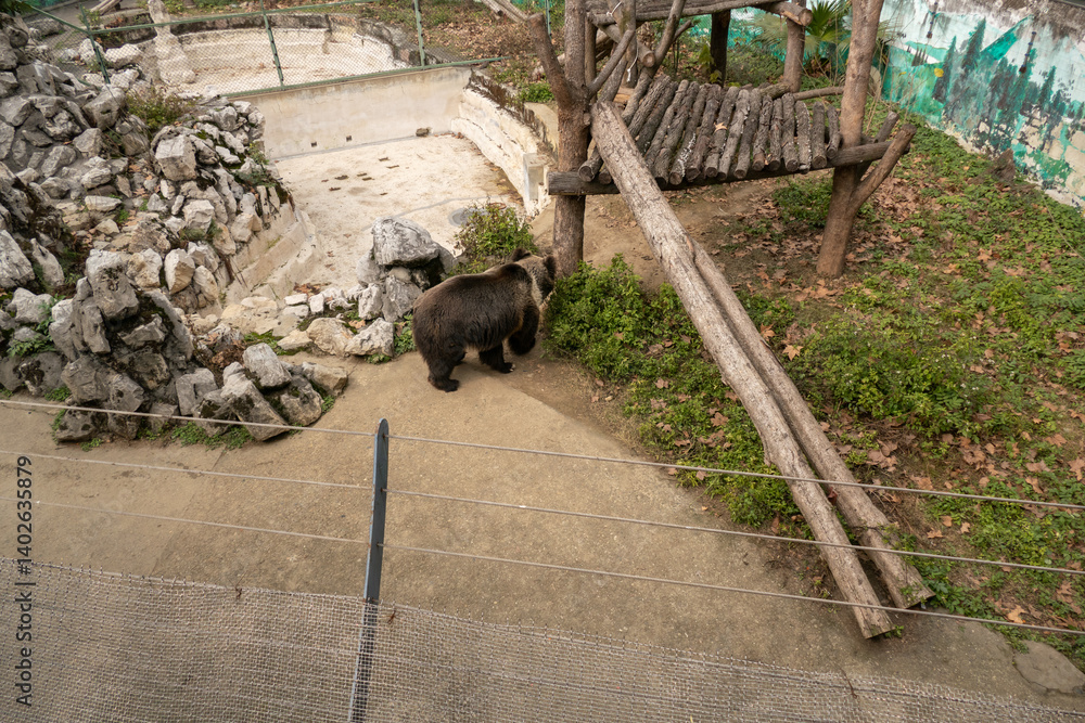 Grizzly bear in the Chengdu Zoo, China