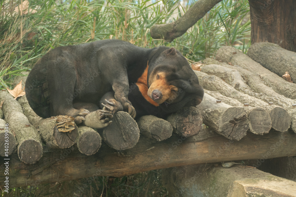 Grizzly bear in the Chengdu Zoo, China