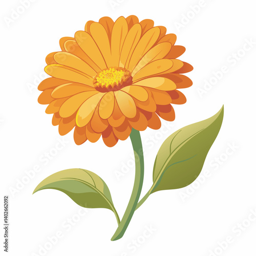Calendula vector and illustration.