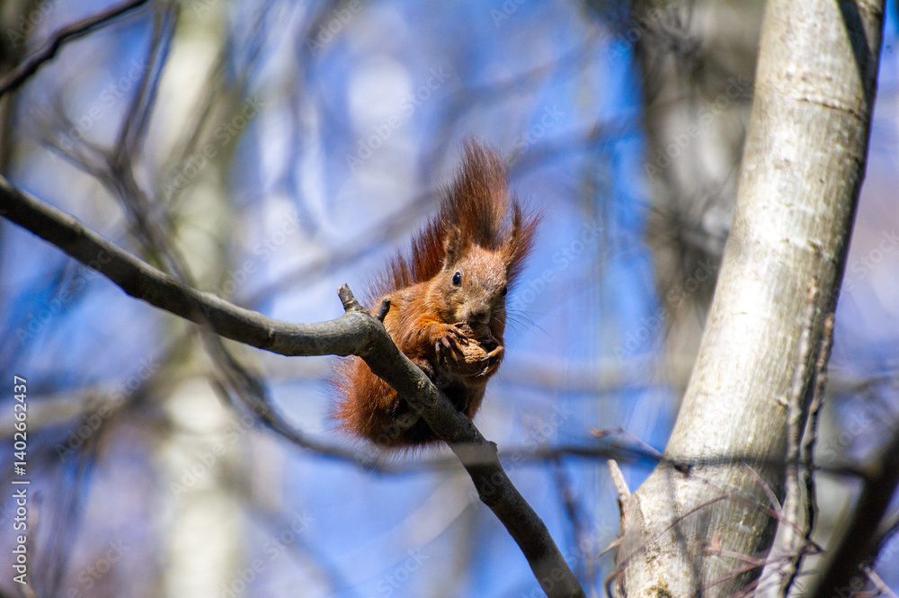 a red squirrel sitting on a tree branch and eating a nut a red squirrel sitting on a tree branch and eating a nut