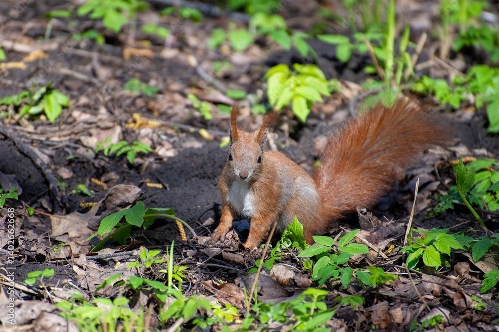 a red squirrel sitting on the ground in the forest a red squirrel sitting on the ground in the forest