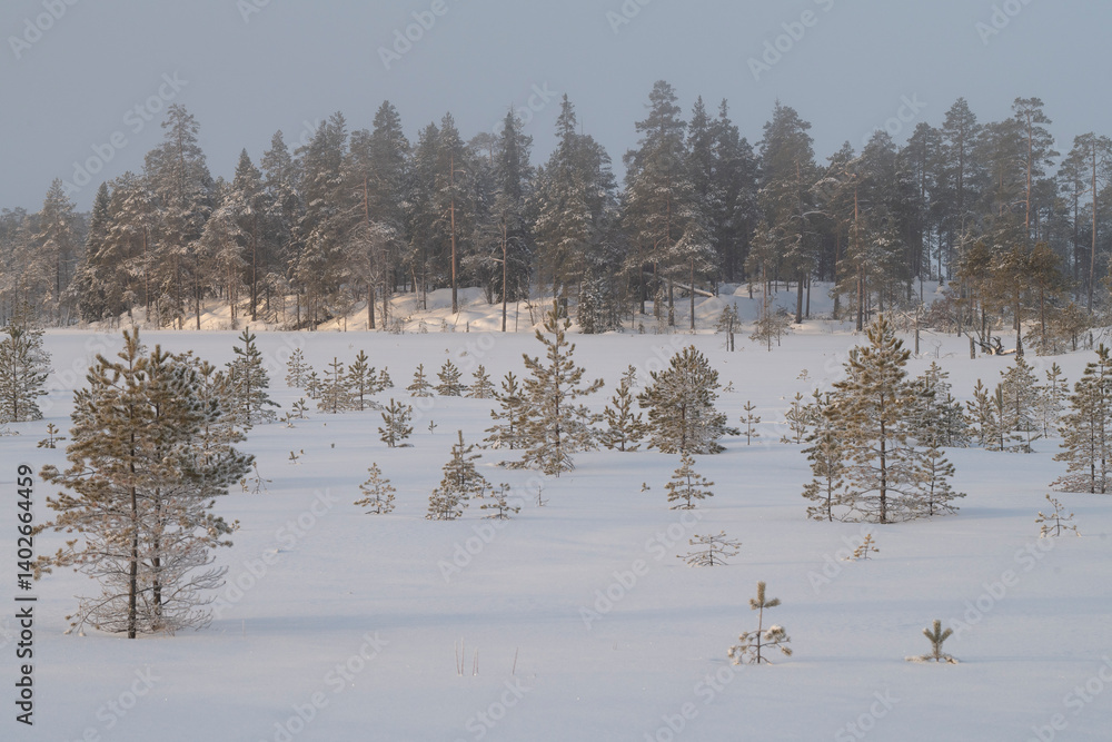 Early frosty morning on the edge of the forest. North Karelia, Russia
