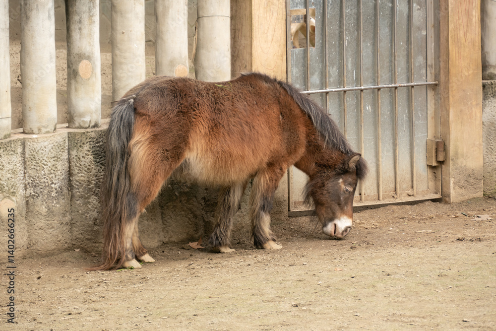 Wild horse in the Chengdu Zoo, China