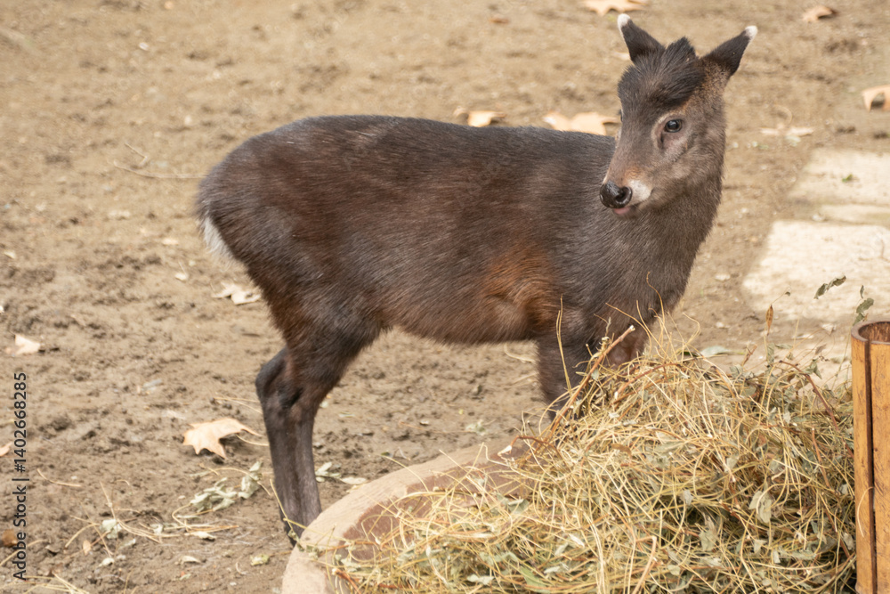 Wild deer in the Chengdu's Zoo, Chin