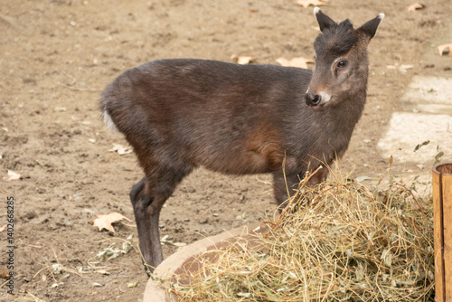 Wild deer in the Chengdu's Zoo, Chin