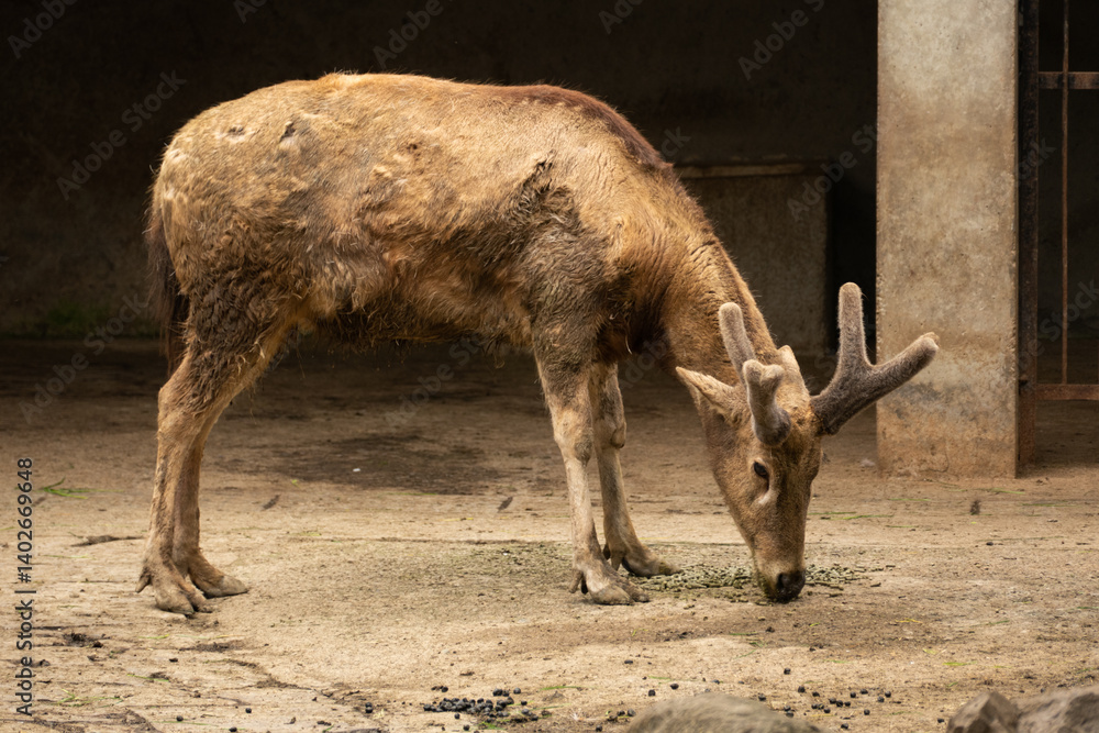 Wild deer in the Chengdu's Zoo, Chin
