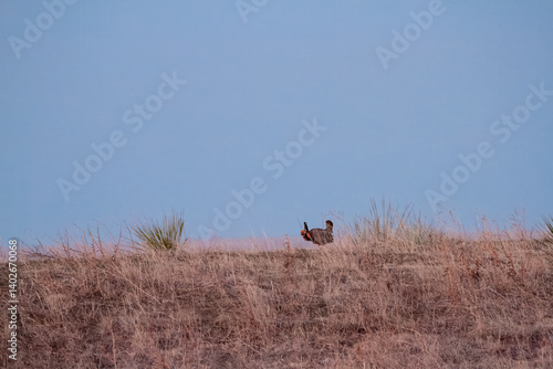 Male Prarie Chicken on display