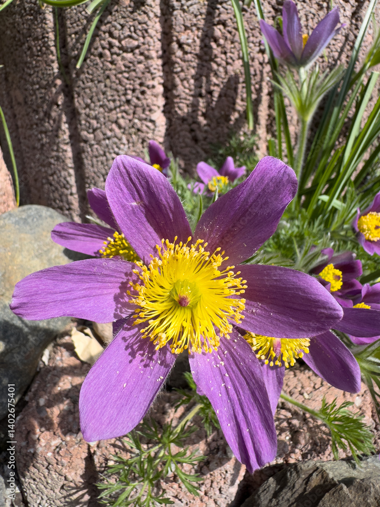 purple pulsatilla flowers in the spring garden Vertical