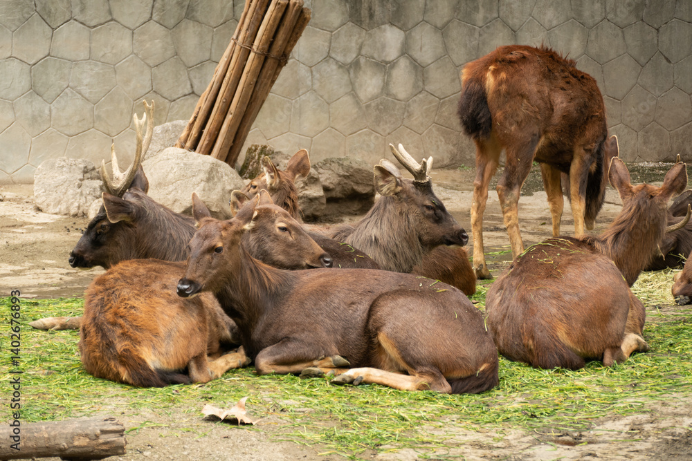 Wild deer in the Chengdu's Zoo, Chin