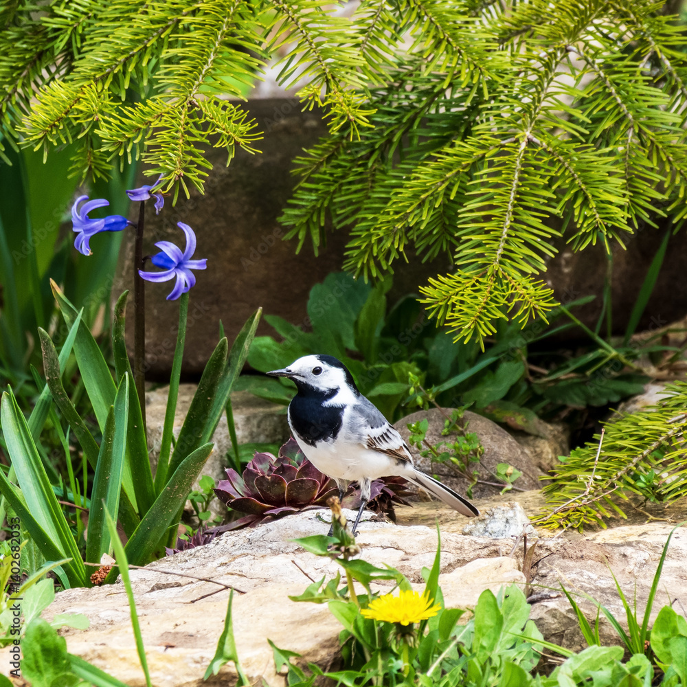 A wagtail bird sits on a stone under a fir branch among flowers on a spring day