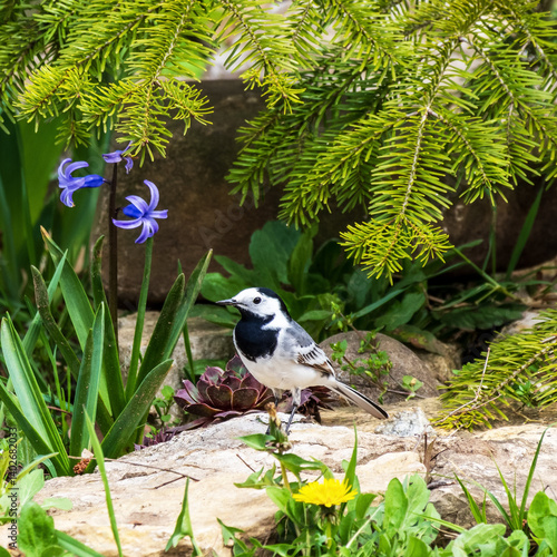 Obraz na płótnie A wagtail bird sits on a stone under a fir branch among flowers on a spring day w salonie