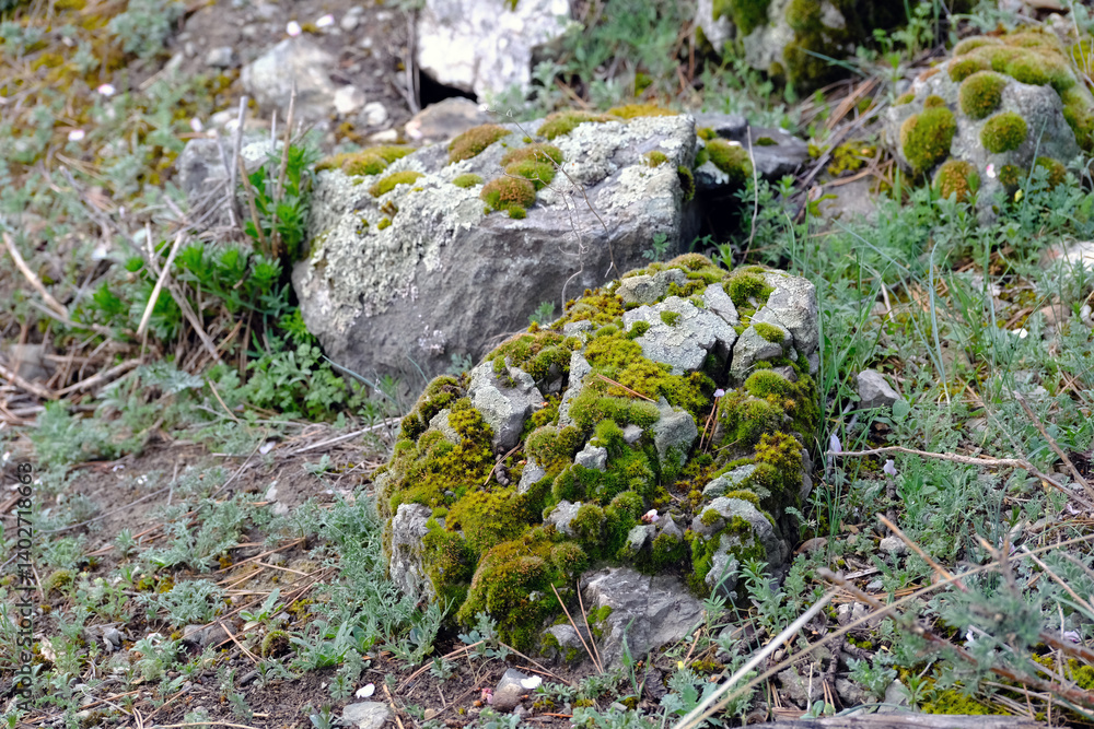 Obraz premium Various mosses on rocks and soil. Small plants like shag carpets in nature.