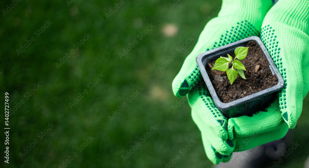 woman planting seedling in spring