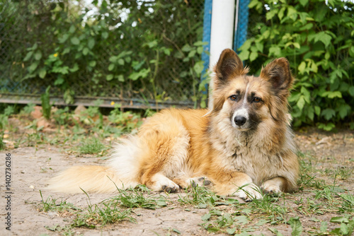 Cute mixed breed dog outdoors in the countryside. Beautiful red corgi mix