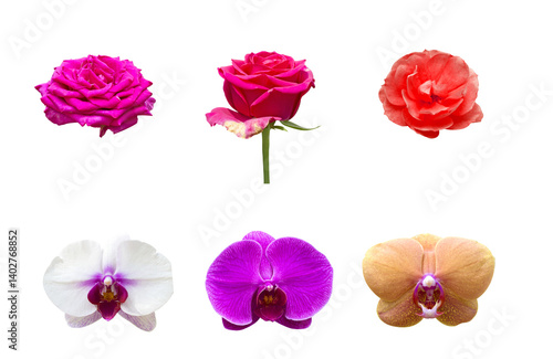 Wallpaper Mural roses and orchids Isolated on a white background Torontodigital.ca