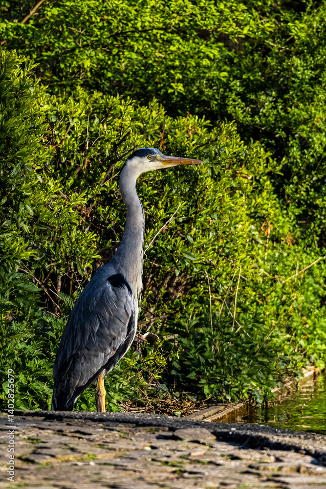 Fototapeta premium great blue heron