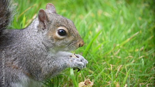 Squirrel in the park