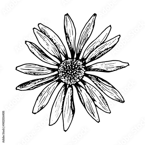 Hand drawn vector illustration of a wildflower with long narrow petals and a detailed center. Stylized image resembles chamomile, echinacea, rudbeckia, gaillardia or cosmos flower.