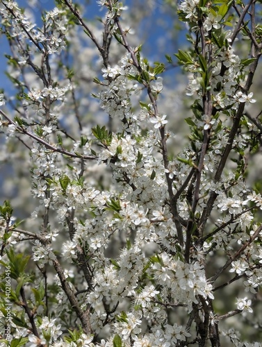 Blossom of Blackthorn (Prunus spinosa) on a bright sunny day