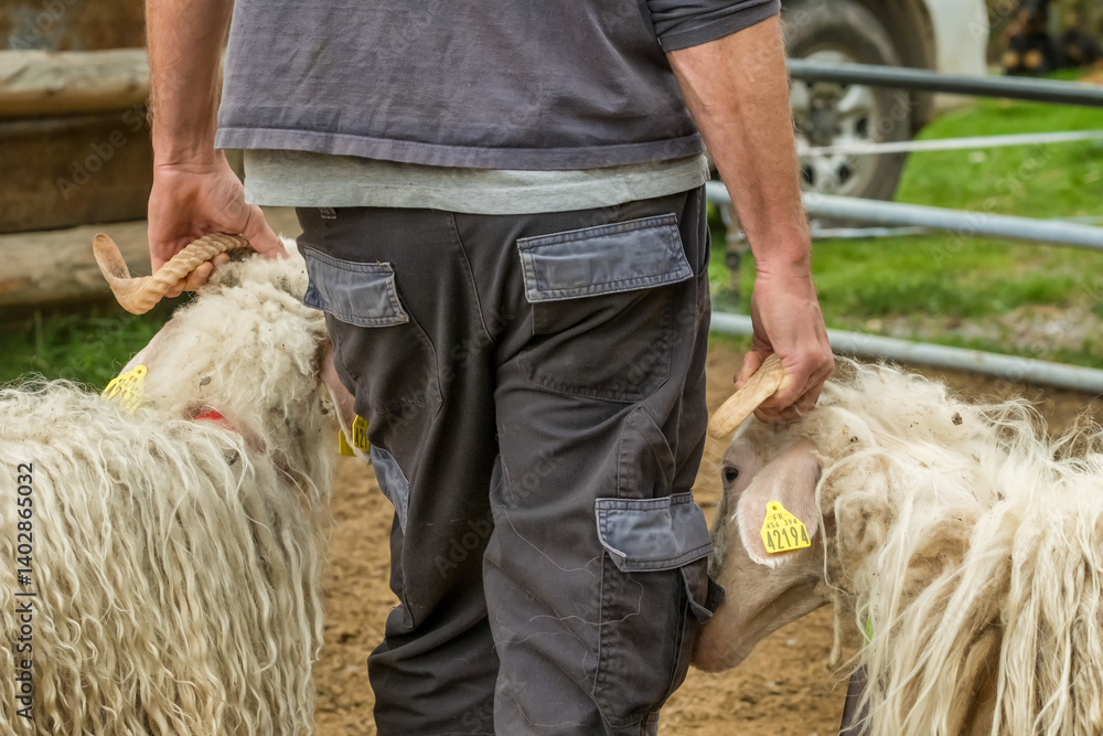 Sheep farm in the Pyrenees mountains. Cheese production in France