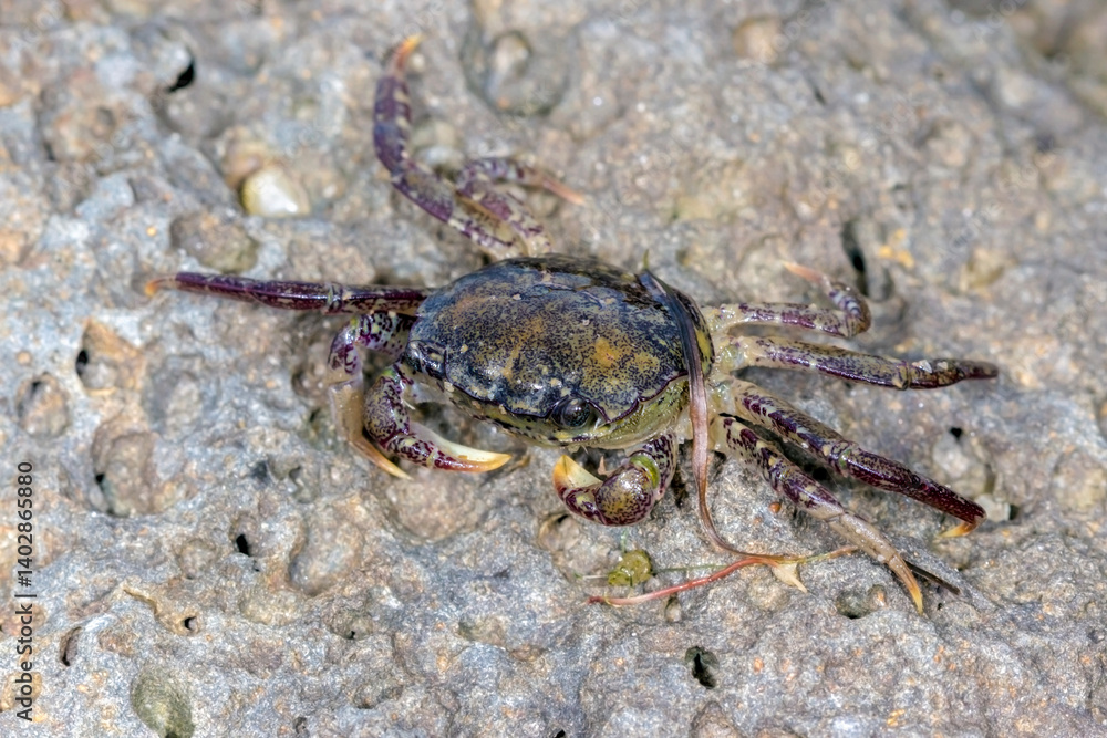 Spotted Smooth Shore Crab - Paragrapsus laevis - coastal crab close-up Spotted Smooth Shore Crab - Paragrapsus laevis - coastal crab close-up