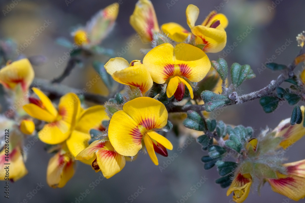 Rough Bush-Pea - Pultenaea scabra - vibrant native pea flower macro Rough Bush-Pea - Pultenaea scabra - vibrant native pea flower macro