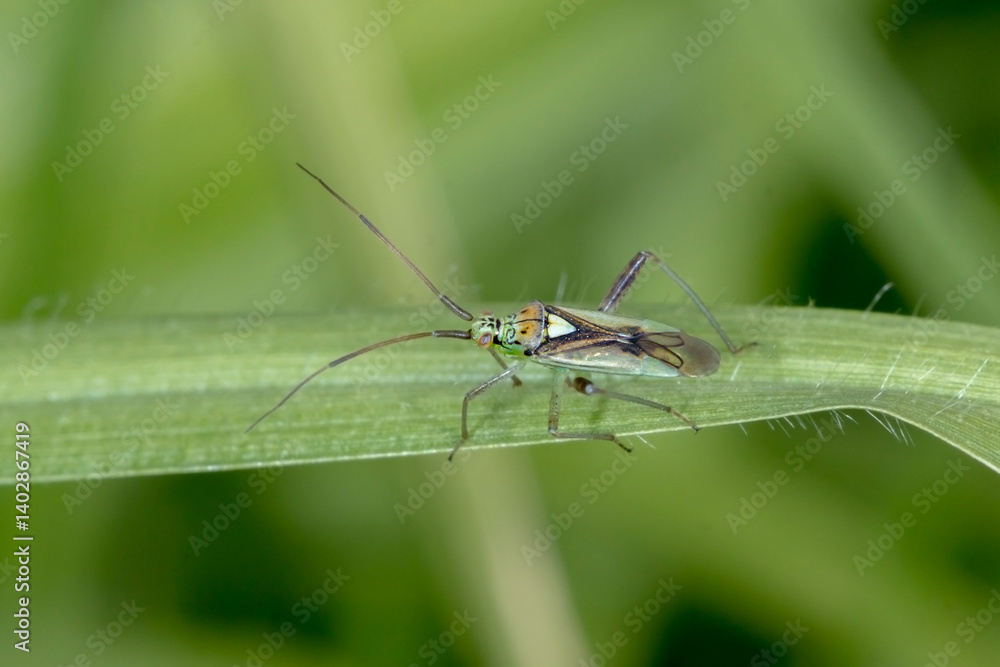 Plant Bug - Lincolnia lucernina - true bug macro on green background Plant Bug - Lincolnia lucernina - true bug macro on green background