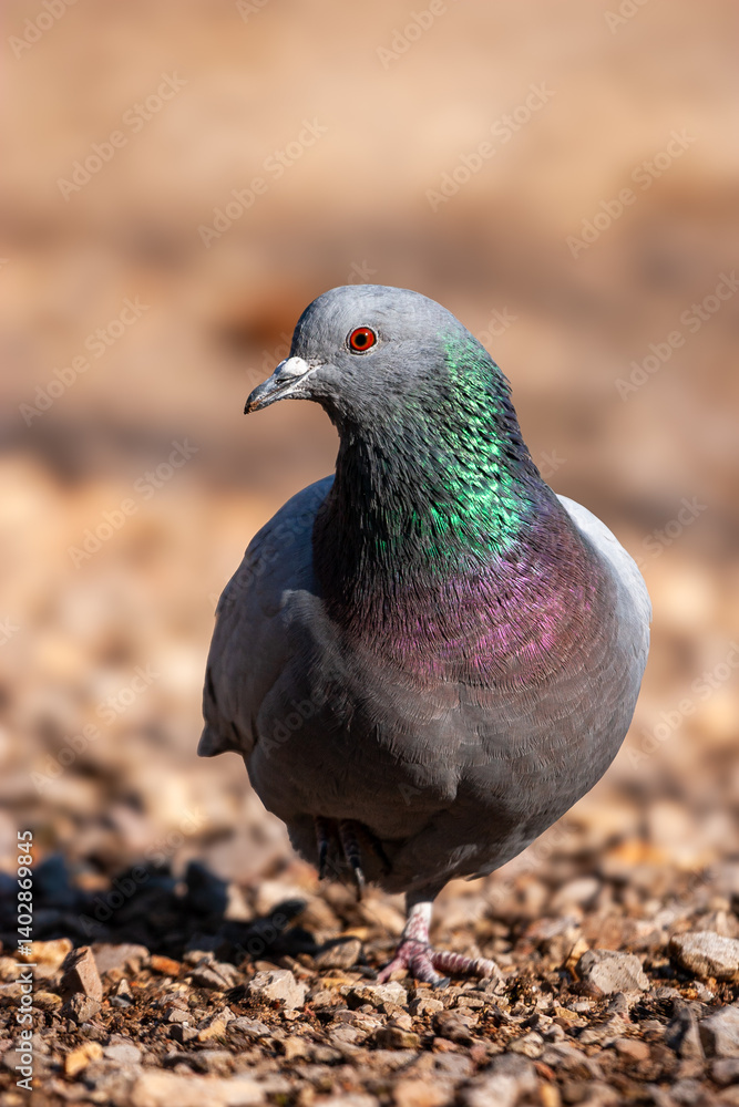 Obraz premium Close-up of a rock pigeon (Columba livia) standing on gravel, displaying iridescent neck feathers in natural sunlight.