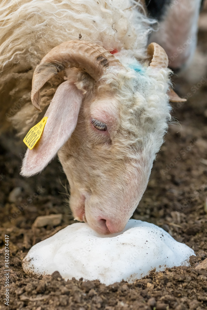 Sheep farm in the Pyrenees mountains. Cheese production in France