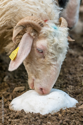Obraz na płótnie Sheep farm in the Pyrenees mountains. Cheese production in France w salonie