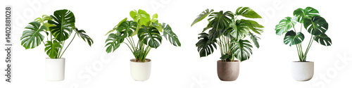 PNG Vibrant potted plants in row, element set on transparent background