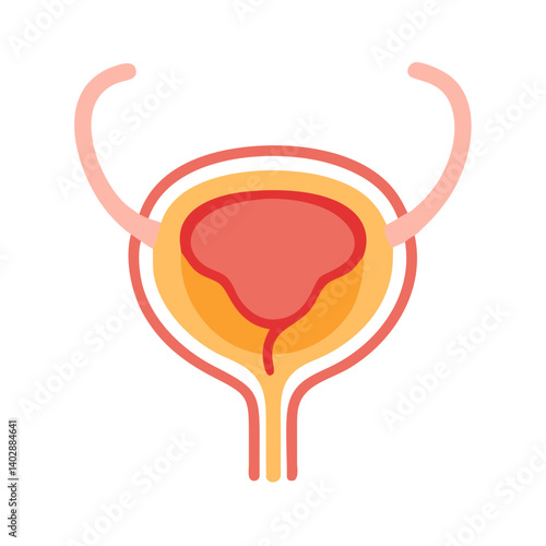 Bladder Anatomy Icon Representing Urinary System and Function