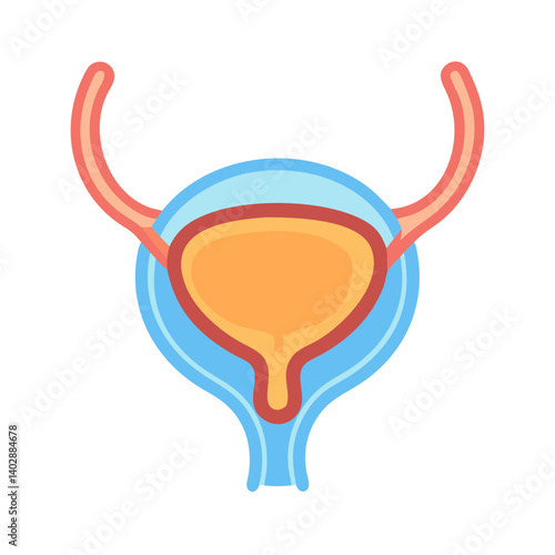 Bladder Anatomy Icon Representing Urinary System and Function